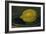 The Lemon, 1880-Edouard Manet-Framed Giclee Print