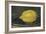 The Lemon, 1880-Edouard Manet-Framed Giclee Print