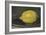 The Lemon, 1880-Edouard Manet-Framed Giclee Print