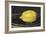 The Lemon (Le Citron)-Edouard Manet-Framed Art Print