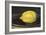 The Lemon (Le Citron)-Edouard Manet-Framed Art Print