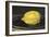 The Lemon (Le Citron)-Edouard Manet-Framed Art Print