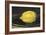 The Lemon (Le Citron)-Edouard Manet-Framed Art Print