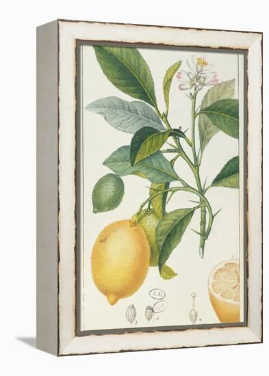 The Lemon Tree, Engraved by Dubois, C.1820-Pierre Jean Francois Turpin-Framed Premier Image Canvas