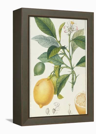 The Lemon Tree, Engraved by Dubois, C.1820-Pierre Jean Francois Turpin-Framed Premier Image Canvas