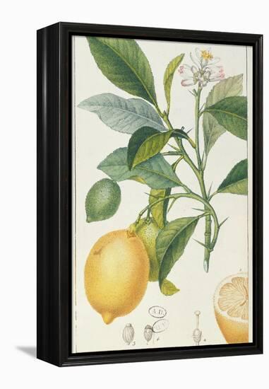 The Lemon Tree, Engraved by Dubois, C.1820-Pierre Jean Francois Turpin-Framed Premier Image Canvas