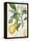 The Lemon Tree, Engraved by Dubois, C.1820-Pierre Jean Francois Turpin-Framed Premier Image Canvas