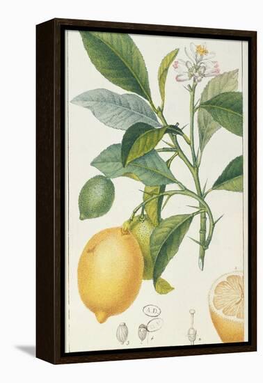 The Lemon Tree, Engraved by Dubois, C.1820-Pierre Jean Francois Turpin-Framed Premier Image Canvas