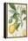 The Lemon Tree, Engraved by Dubois, C.1820-Pierre Jean Francois Turpin-Framed Premier Image Canvas