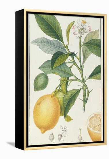The Lemon Tree, Engraved by Dubois, C.1820-Pierre Jean Francois Turpin-Framed Premier Image Canvas