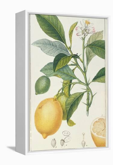 The Lemon Tree, Engraved by Dubois, C.1820-Pierre Jean Francois Turpin-Framed Premier Image Canvas