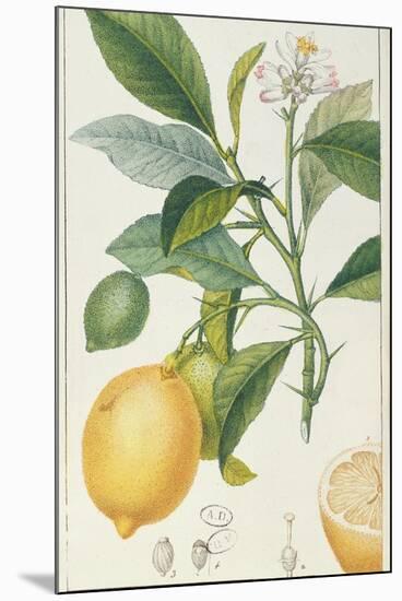 The Lemon Tree, Engraved by Dubois, C.1820-Pierre Jean Francois Turpin-Mounted Giclee Print