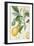 The Lemon Tree, Engraved by Dubois, C.1820-Pierre Jean Francois Turpin-Framed Giclee Print