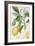 The Lemon Tree, Engraved by Dubois, C.1820-Pierre Jean Francois Turpin-Framed Giclee Print