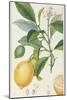 The Lemon Tree, Engraved by Dubois, C.1820-Pierre Jean Francois Turpin-Mounted Giclee Print