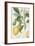 The Lemon Tree, Engraved by Dubois, C.1820-Pierre Jean Francois Turpin-Framed Giclee Print