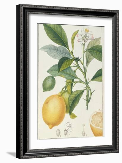 The Lemon Tree, Engraved by Dubois, C.1820-Pierre Jean Francois Turpin-Framed Giclee Print