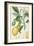 The Lemon Tree, Engraved by Dubois, C.1820-Pierre Jean Francois Turpin-Framed Giclee Print