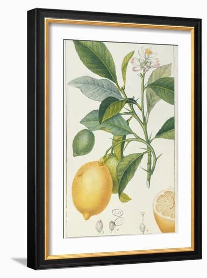 The Lemon Tree, Engraved by Dubois, C.1820-Pierre Jean Francois Turpin-Framed Giclee Print