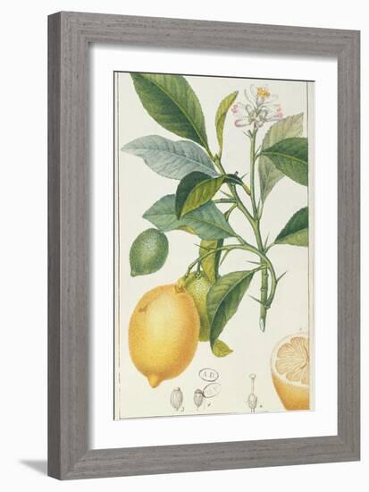 The Lemon Tree, Engraved by Dubois, C.1820-Pierre Jean Francois Turpin-Framed Premium Giclee Print