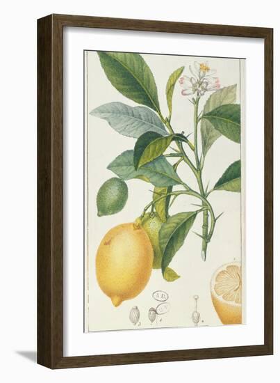 The Lemon Tree, Engraved by Dubois, C.1820-Pierre Jean Francois Turpin-Framed Premium Giclee Print