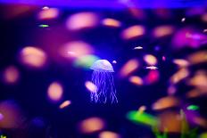 Beautiful Jellyfish, Medusa in the Neon Light with the Fishes. Aquarium with Blue Jellyfish and Lot-The Len-Framed Photographic Print