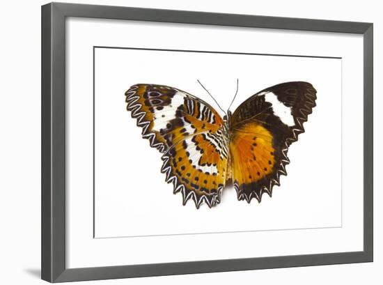 The Leopard Lacewing Butterfly, Comparing the Top and Bottom Wings-Darrell Gulin-Framed Photographic Print