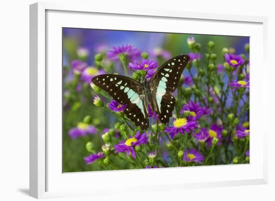 The Lesser Jay Butterfly, Graphium Evemon Orthia-Darrell Gulin-Framed Photographic Print