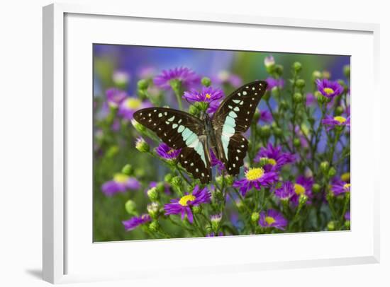 The Lesser Jay Butterfly, Graphium Evemon Orthia-Darrell Gulin-Framed Photographic Print