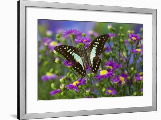 The Lesser Jay Butterfly, Graphium Evemon Orthia-Darrell Gulin-Framed Photographic Print