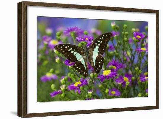 The Lesser Jay Butterfly, Graphium Evemon Orthia-Darrell Gulin-Framed Photographic Print