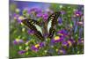 The Lesser Jay Butterfly, Graphium Evemon Orthia-Darrell Gulin-Mounted Photographic Print