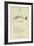 The Letter F-Edward Lear-Framed Giclee Print