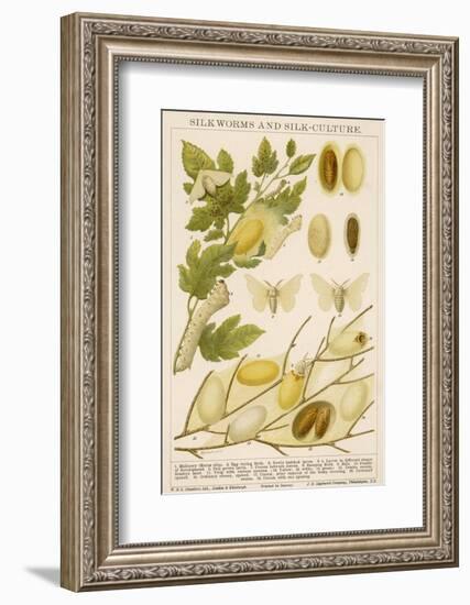 The Life Cycle of a Silk Worm and Silk Culture-A. Reichert-Framed Photographic Print