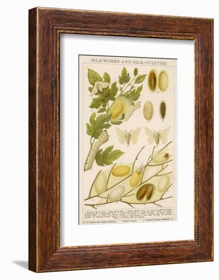 The Life Cycle of a Silk Worm and Silk Culture-A. Reichert-Framed Photographic Print