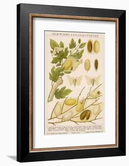 The Life Cycle of a Silk Worm and Silk Culture-A. Reichert-Framed Photographic Print