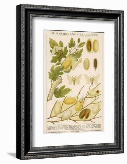 The Life Cycle of a Silk Worm and Silk Culture-A. Reichert-Framed Photographic Print