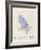 The Light Blue Bird, from 'Sixteen Drawings of Comic Birds' (Pen & Ink W/C on Paper)-Edward Lear-Framed Giclee Print