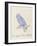 The Light Blue Bird, from 'Sixteen Drawings of Comic Birds' (Pen & Ink W/C on Paper)-Edward Lear-Framed Giclee Print