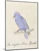 The Light Blue Bird, from 'Sixteen Drawings of Comic Birds' (Pen & Ink W/C on Paper)-Edward Lear-Mounted Giclee Print