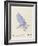 The Light Blue Bird, from 'Sixteen Drawings of Comic Birds' (Pen & Ink W/C on Paper)-Edward Lear-Framed Giclee Print