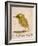 The Light Green Bird, from Sixteen Drawings of Comic Birds-Edward Lear-Framed Giclee Print