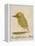 The Light Green Bird-Edward Lear-Framed Premier Image Canvas