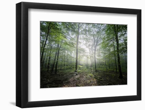 The Lighting Forest 2-Philippe Manguin-Framed Photographic Print