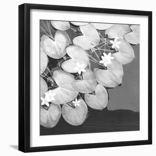 The Lily Pool B&W-Douglas Yan-Framed Giclee Print