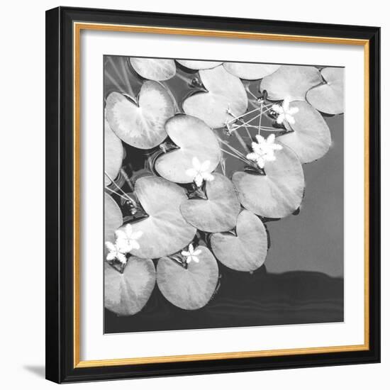 The Lily Pool B&W-Douglas Yan-Framed Giclee Print