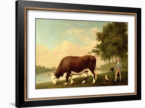 The Lincolnshire Ox, C.1790-George Stubbs-Framed Giclee Print