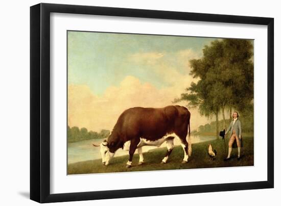 The Lincolnshire Ox, C.1790-George Stubbs-Framed Giclee Print