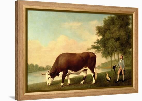 The Lincolnshire Ox, C.1790-George Stubbs-Framed Premier Image Canvas