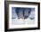 The Lindblad Expeditions ship National Geographic Explorer-Michael Nolan-Framed Photographic Print